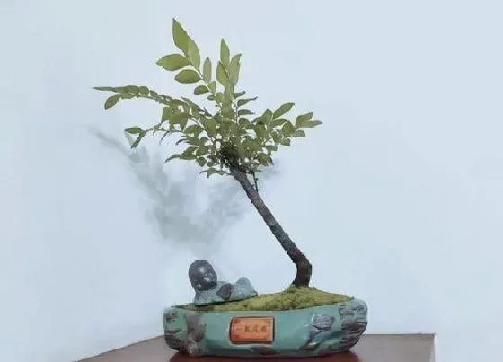 冬天植物|榕树耐寒吗