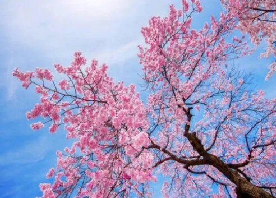 花朵|樱花的特点