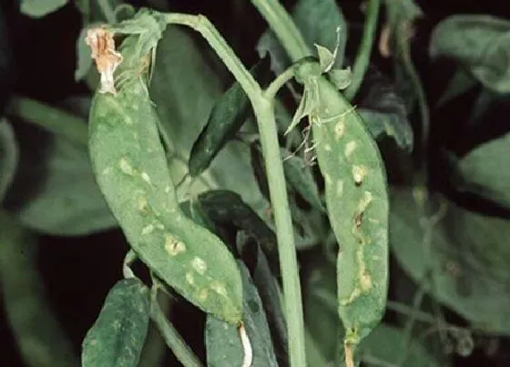 植物病害|豌豆花叶病症状及防治方法