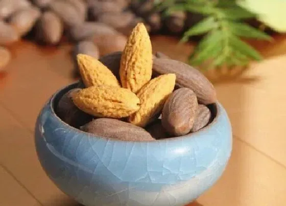 果实成熟|香榧多久成熟 从开花到结果成熟要多久