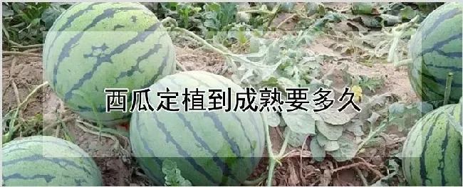 西瓜定植到成熟要多久 | 农业科普