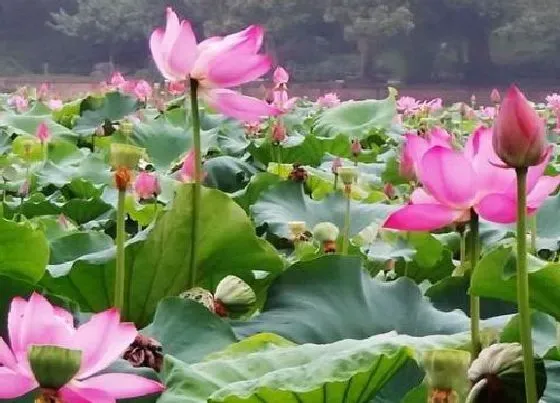 开花时间|荷花多久开花一次 从种植到开花要多长时间