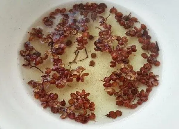 植物浇水|花椒水可以浇花吗