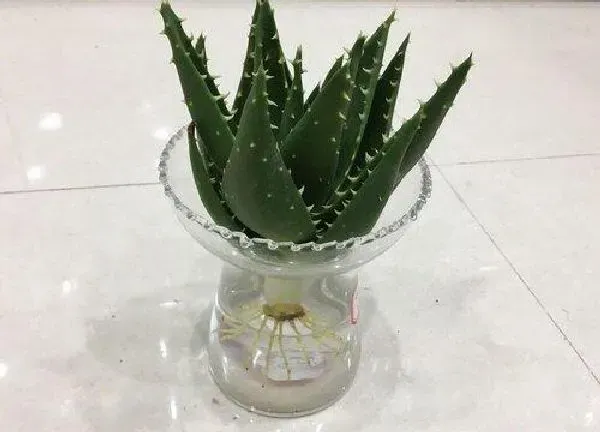 养殖方法|水培芦荟怎么养护
