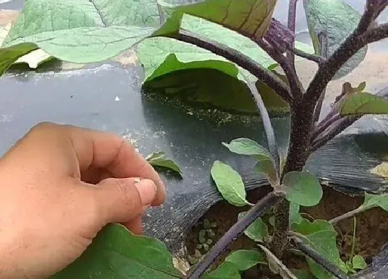 植物修剪|茄子什么时候剪枝合适