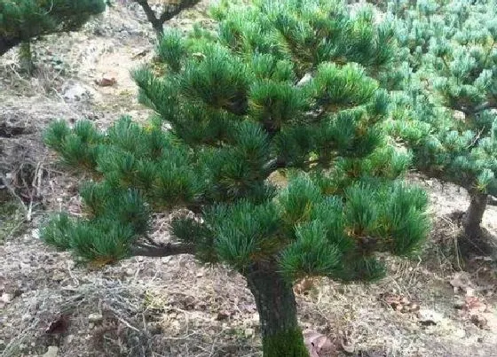 植物排行|大阪松哪个品种最名贵 大阪松分几个品种哪个贵