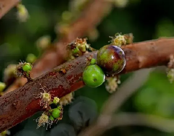 植物产地|嘉宝果原产地在哪里