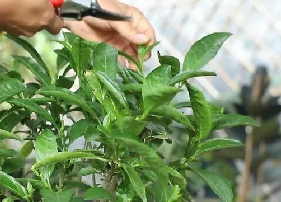 植物修剪|夜来香什么时候剪枝合适