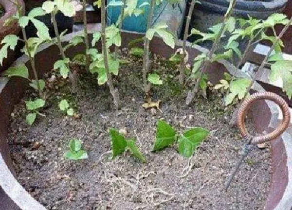 植物扦插|非洲茉莉的扦插方法和注意事项 非洲茉莉怎么扦插才能生根