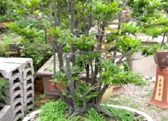 植物施肥|黑骨茶用什么肥料最好