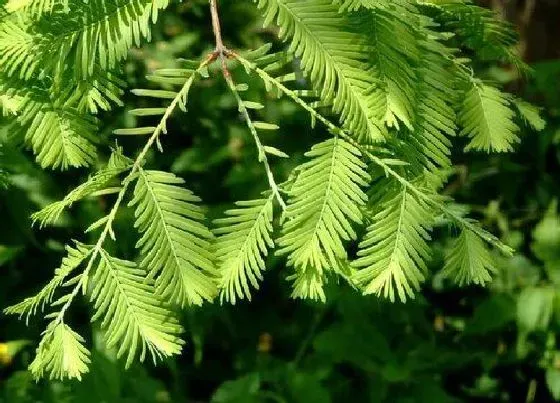 植物百科|水杉开花吗 开花什么样子