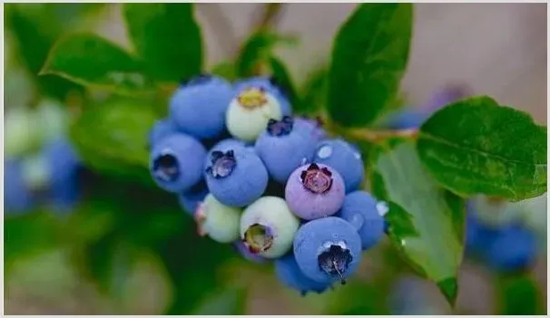 蓝丰蓝莓有何特点？蓝丰蓝莓的种植技术 | 自然知识