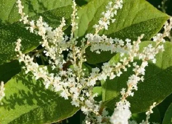 植物百科|虎杖开花吗 开花什么样子