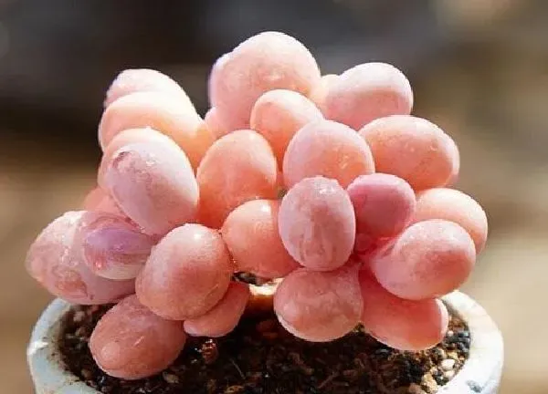 植物浇水|桃蛋多久浇一次水