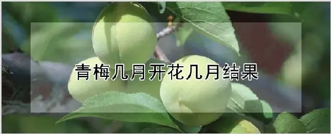 青梅几月开花几月结果 | 耕种资料