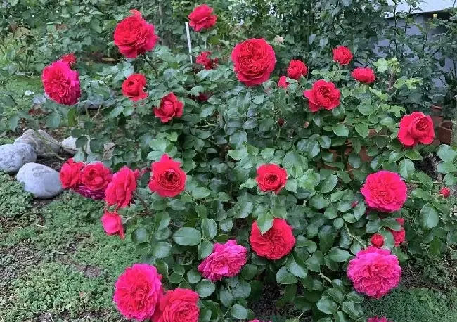 植物百科|藤本红色达芬奇月季优缺点（能长多高，耐晒四季开花勤花）