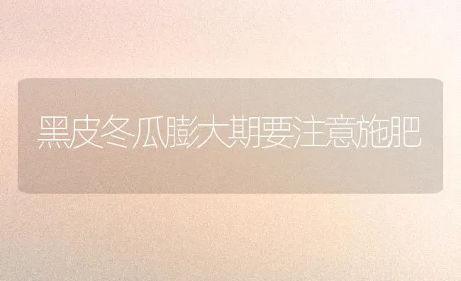 黑皮冬瓜膨大期要注意施肥 | 种植肥料施肥