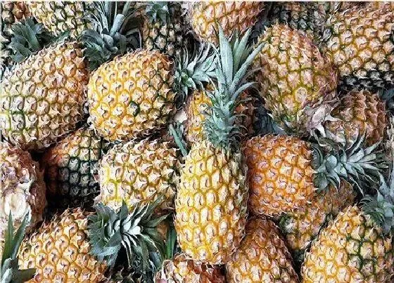 果实成熟|怎么让菠萝快速变熟