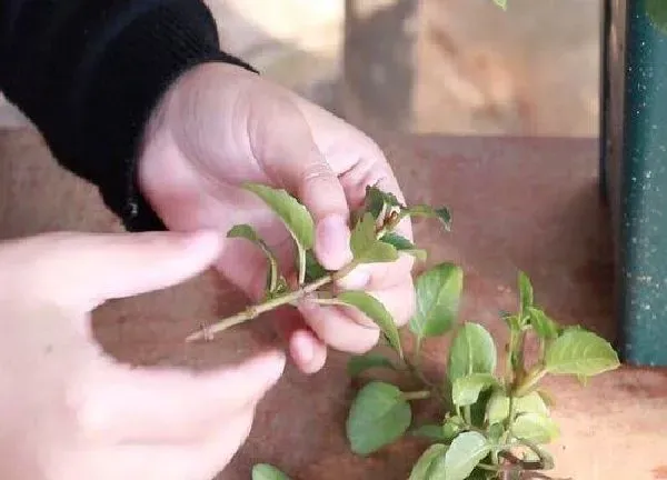 植物扦插|吊钟花是几月份扦插最好