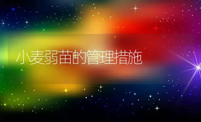 小麦弱苗的管理措施 | 粮油作物种植