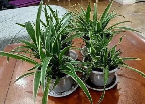 植物排行|水里生长的植物有哪些