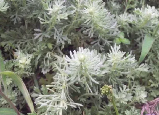 植物种类|茵陈和青蒿是一种植物吗