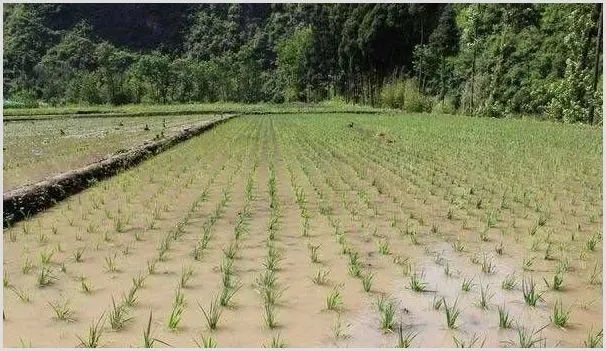 水稻插秧前施用底肥的原则以及插秧后的施肥要点 | 种植技术