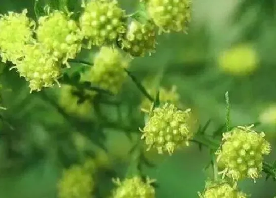 植物种类|黄花蒿是裸子植物吗