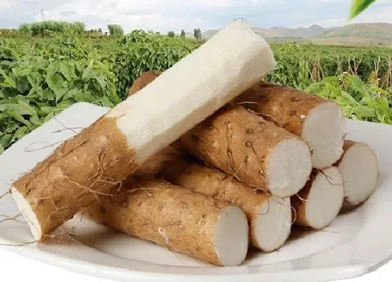 食用技巧|山药怎么挑选好吃的