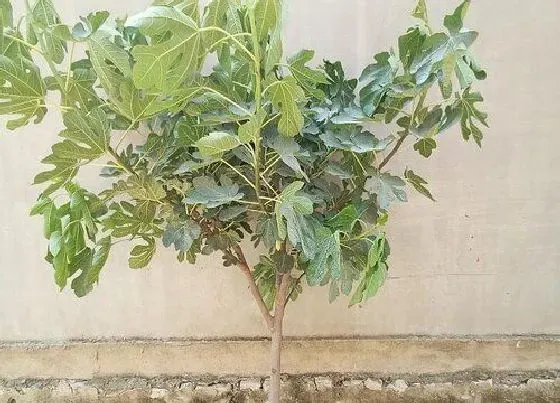 庭院摆放|庭院种无花果树好吗