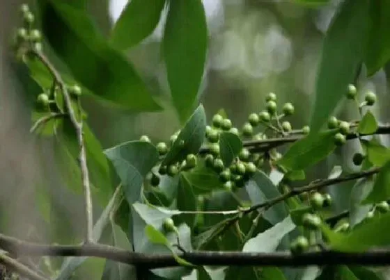 植物种类|牛筋木是什么树 产地在哪里