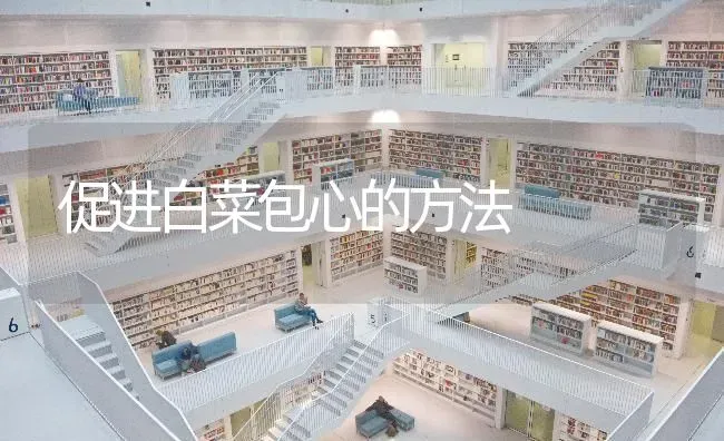 促进白菜包心的方法 | 蔬菜种植