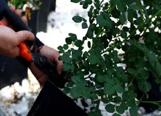 植物修剪|月季花什么时候剪枝最好