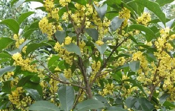 树木风水|桂花树风水作用与寓意 家里种桂花树风水禁忌