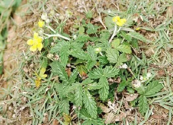 植物百科|中药翻白草又叫什么名字