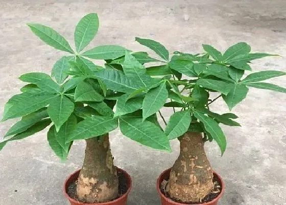 植物招财|金牛座养什么植物旺财
