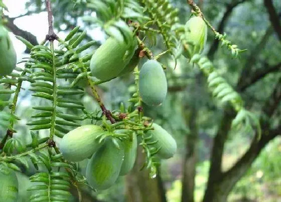 果实成熟|香榧多久成熟 从开花到结果成熟要多久