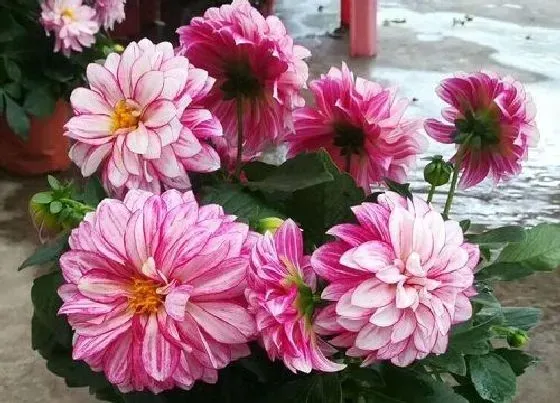 冬天植物|大丽花冬天会冻死吗