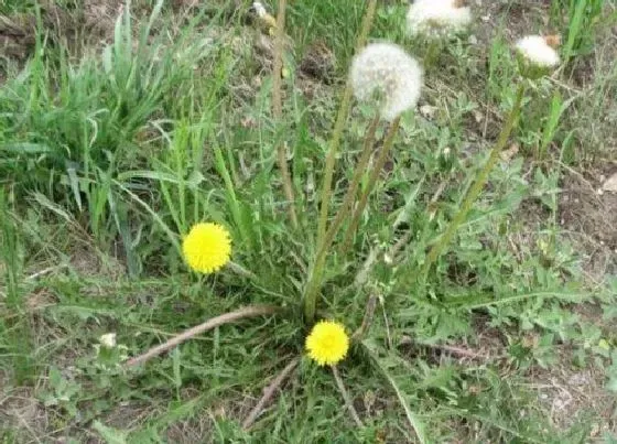 种植管理|蒲公英的生长周期是多长时间