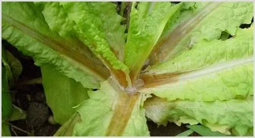 莴苣腐败病发病症状及防治方法 | 种植技术