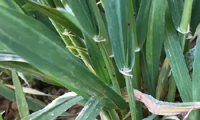植物虫害|小麦红蜘蛛什么时候防治效果好（麦田红蜘蛛用药防治时间）