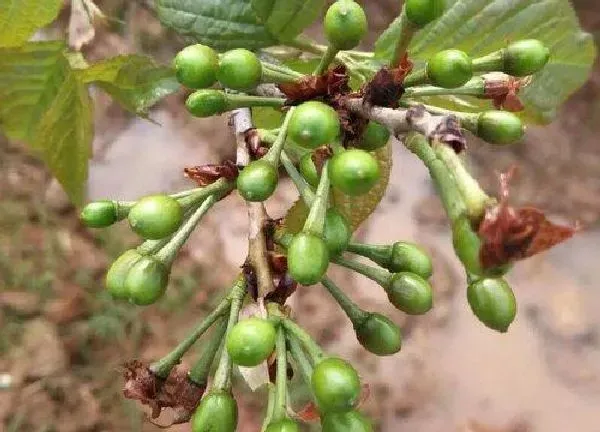 植物发芽|樱桃什么时候发芽长叶