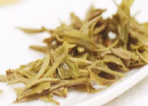 食用常识|黄茶属于什么茶性 黄茶制作工艺及加工关键步骤