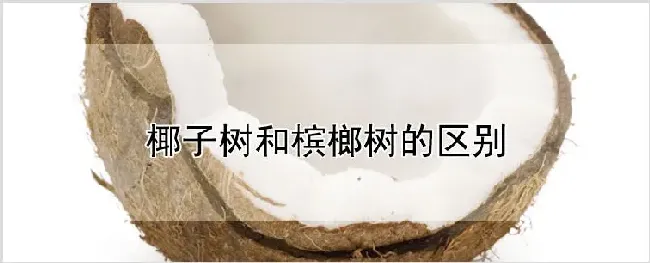 椰子树和槟榔树的区别 | 自然知识