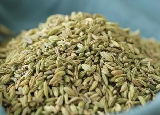 植物播种|小茴香什么时候播种最好