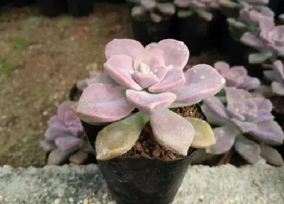 植物施肥|多肉植物用什么肥料最好