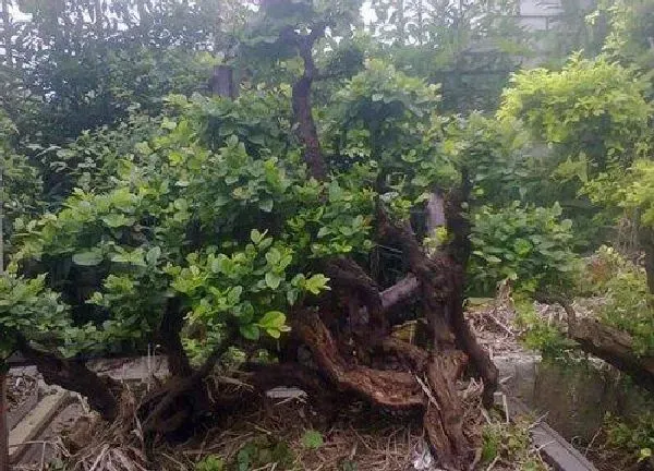 盆景|冬季雀梅下山桩怎么养护