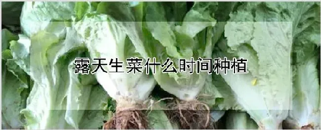 露天生菜什么时间种植 | 农业技术