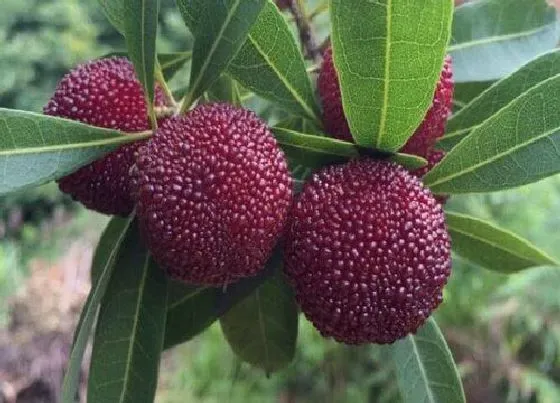植物施肥|杨梅膨果肥用什么肥最好，杨梅膨果期施什么肥料又大又甜）