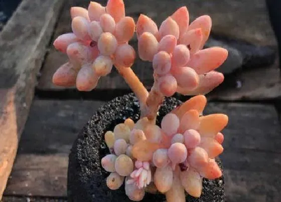 植物施肥|多肉植物用什么肥料最好